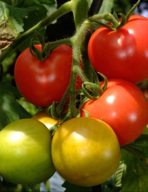 Its tomato time